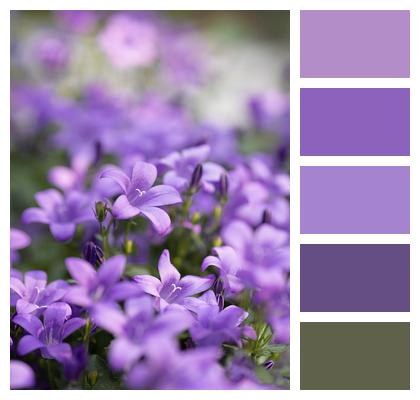Purple Flowers Bluebells Flower Image